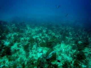 clear-no-fish-055