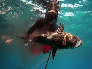 cobia-short-day-095