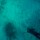 clear-no-fish-005