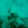 clear-no-fish-022