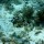 clear-no-fish-051