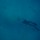 cobia-short-day-012