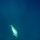 cobia-short-day-022