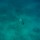 cobia-short-day-033