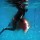 cobia-short-day-069