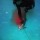 cobia-short-day-070