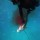 cobia-short-day-071