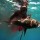 cobia-short-day-095