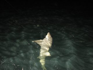 Lemon Shark