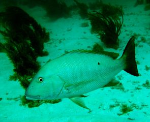 tortugas_0067
