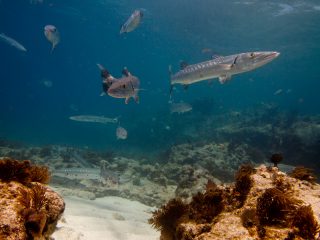 20110105_reef-shark-day_3785