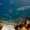 20110105_reef-shark-day_3785