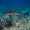 20110105_reef-shark-day_3798