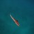 remora.jpg