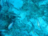 Mangrove Snapper Spawning
