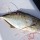 cobia-day-073