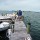 cobia-day-084