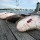 cobia-day-099