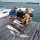 cobia-day-105