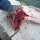 cobia-day-114