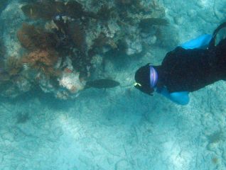 Red Grouper and Diver