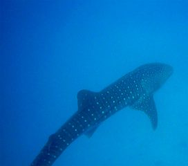 whale-shark