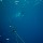 reef-shark-020