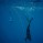 reef-shark-021