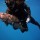 reef-shark-033