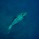 reef-shark-056