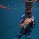reef-shark-077