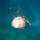 reef-shark-086