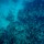 whale-shark-017