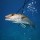 whale-shark-025