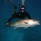 whale-shark-046
