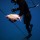 whale-shark-073