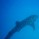 whale-shark