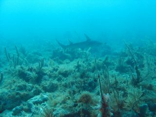 bonnethead.jpg