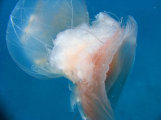 jellyfish.jpg