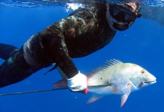 mutton-snapper.jpg
