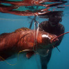 Spearfishing Marquesas Keys