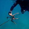Octopus and cold water