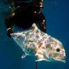 Shallow Muttons and a Pompano