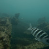 Close gulf wrecks