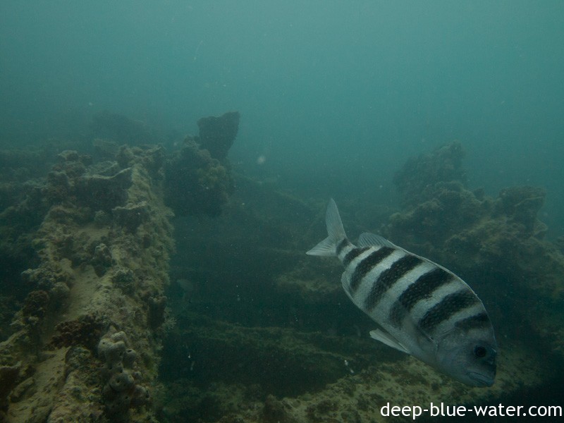 Close gulf wrecks