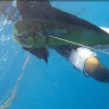 Jellyfish are gone, and water is clear