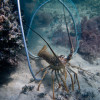 lobster season is open