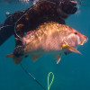 Abacos
