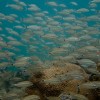 Warm water cobia and lion's mane jellfish