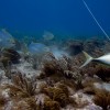 More Clear Water